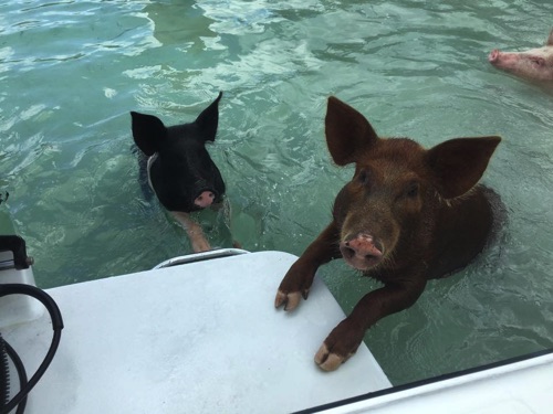 boat for swimming pigs